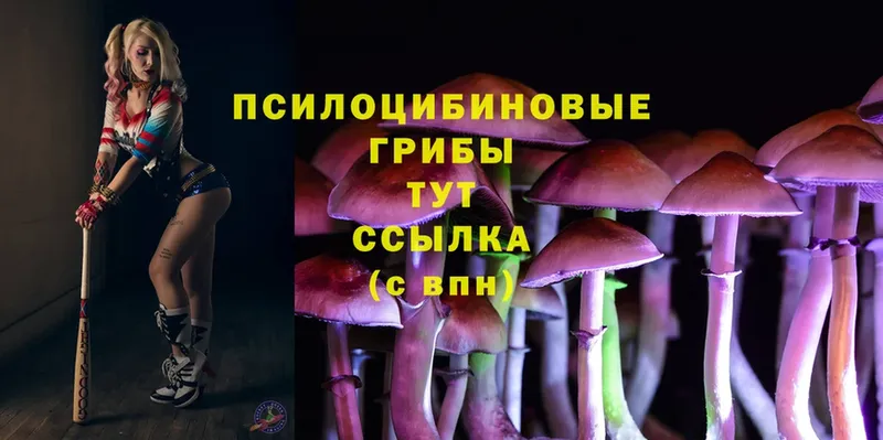 Галлюциногенные грибы Magic Shrooms  Заводоуковск 